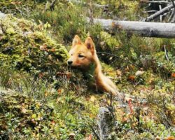 forelasning_hund forelasning_hund