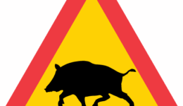 varning-for-vildsvin